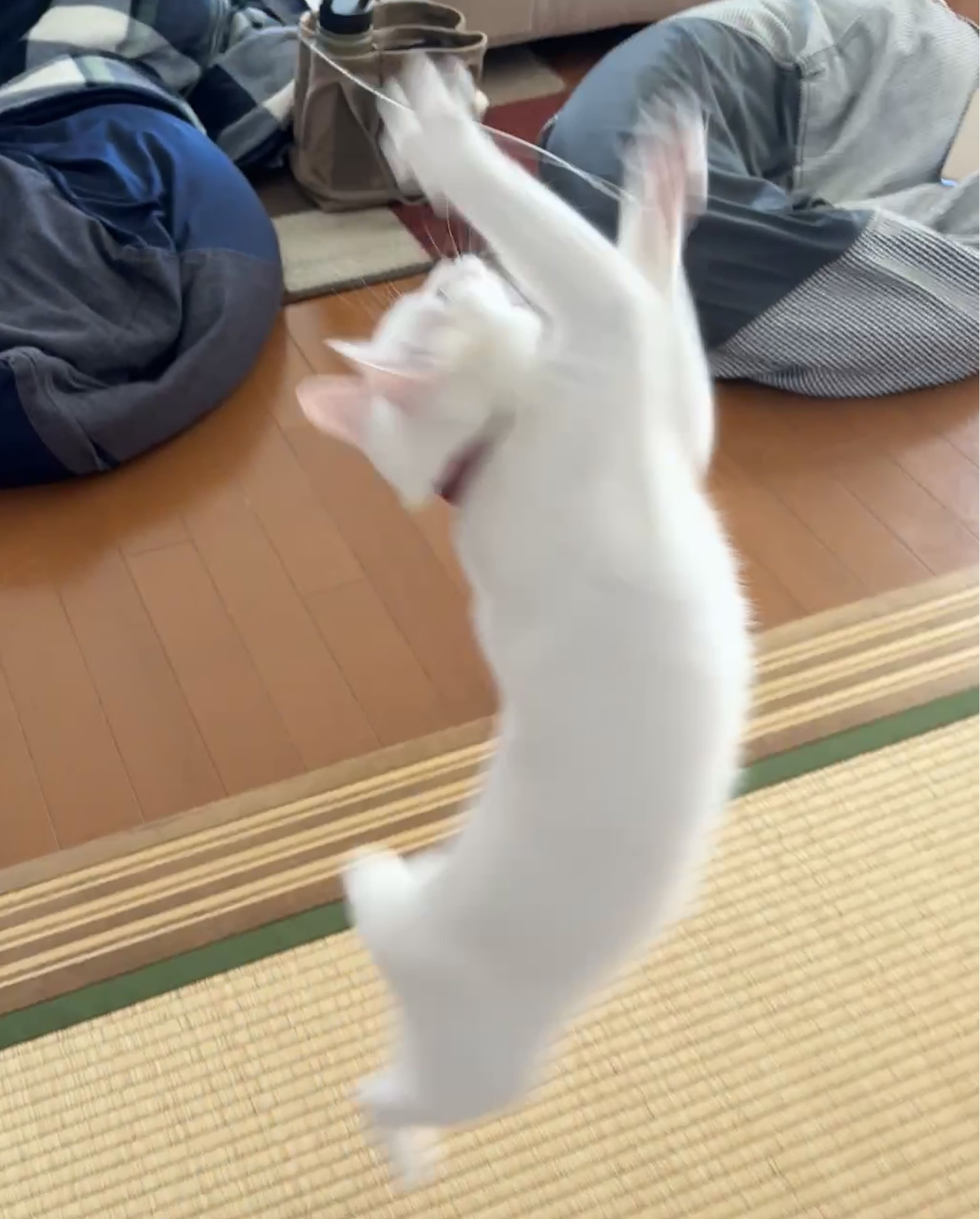 関根 颯汰 Sota SEKINE